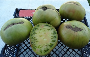 Семена сорта томата Absinthe (Абсент) - Зеленоплодные (изумрудные)