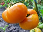 . Amana orange (Амана оранж)