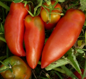 Семена сорта томата Американский длинноплодный - Длинноплодные