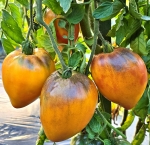 . Ананасный сержант румяный