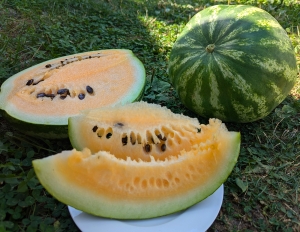 Семена арбуза сорта Hopi Yellow (Хопи желтый)