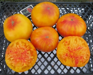 Семена томата сорта Armenian (Армянский) - Гиганты двуцветные