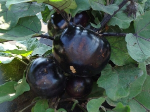 Семена баклажана сорта Лаура