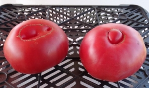 Семена томата сорта Башкирский красавец - Гиганты красные