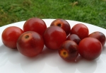 . Bing Cherry (Бинг Черри)