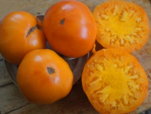 Семена томата сорта Pedersen's Beefsteak (Бифштекс Педерсена) - Гиганты желтые и оранжевые