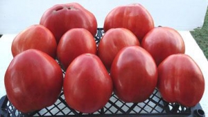 Семена томата сорта Болгарское сердце крупное - Гиганты красные