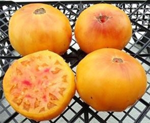 Семена сорта томата Big Orange Bicolor (Большой Оранжевый Двухцветный) - Гиганты двуцветные