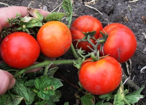 Семена сорта томата Бони-М - Карликовые и штамбовые сорта