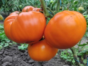 Семена томата сорта Бочка мёда - Гиганты желтые и оранжевые