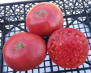 Семена томата сорта Brandywine Pawer’s Strain (Брэндивайн линия Повера) - Гиганты розовые