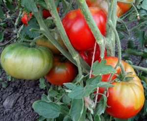 Семена томата сорта Бугай красный - Среднерослые гиганты красные