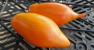 Семена томата сорта Буратино - Длинноплодные