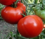 . Бурковский ранний