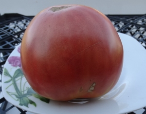 Семена томата сорта Бычье сердце Абаканское - Гиганты сердцевидные