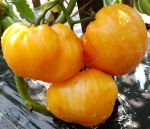 . Бычье сердце Минусинское желтое 