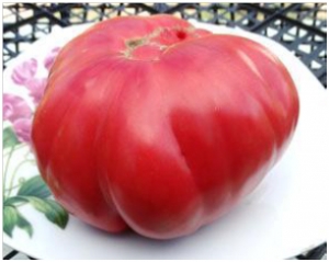 Семена томата сорта Rebecca Sebastian's Bull Bag (Бычья сумка Ребекки Себастиан) - Гиганты розовые