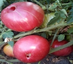 . Rebecca Sebastian's Bull Bag (Бычья сумка Ребекки Себастиан) 