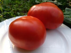 Семена томата сорта Sophie’s Choice (Выбор Софи) - Карликовые и штамбовые