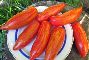 Семена томата сорта Dwarf Pepper like striped (Гном Перцевидный полосатый) - Гномы