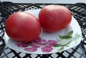 Семена томата сорта Геракл - Высокорослые округлые и плоско-округлые