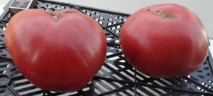 Семена томата сорта Гигант Новикова - Супер - гиганты