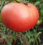 . Гигант – победитель