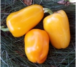 . Перец Гладиатор