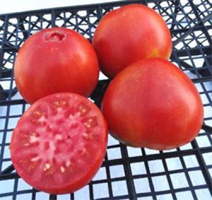 Семена сорта томата Dwarf Scarlet Heart (Гном Алое Сердце) - Гномы