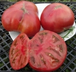 . Rosella Purple (Розелла Пурпле)