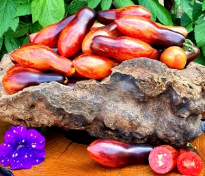 Семена сорта томата Dwarf Antho Pink Panther (Гном Розовая пантера анто) - Гномы