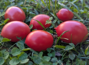 Семена сорта томата Dwarf Shimofuri (Гном Шимофири) - Гномы