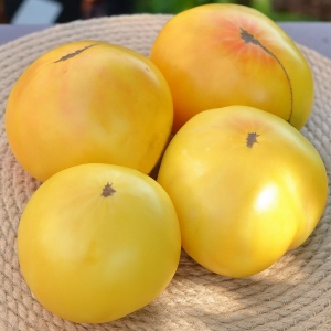 Семена сорта томата Dwarf Idaho Gem (Гном драгоценный камень Айдахо) - Гномы