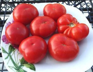 Семена сорта томата Dwarf Franklyn’s County (Гном округа Фрэнклина) - Гномы