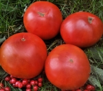 . Urbanite (Горожанин) 