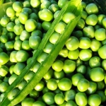 . Горох Сахарный стручок