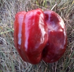 . Перец Гранова