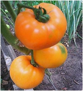 Семена томата сорта Earl of Edgecombe (Граф из Эджекомба) - Высокорослые округлые и плоско-округлые