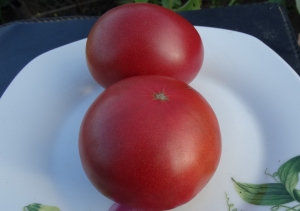 Семена сорта томата Гном Дикий Фред (Dwarf Wild Fred) - Среднерослые, Гномы