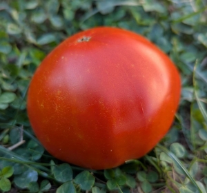 Семена томата сорта DelMar (Делмар) - Гиганты красные