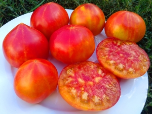 Семена сорта томата Деревенский (Hillbilly), Горец - Гиганты двуцветные 