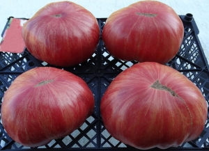 Семена сорта томата Jazz (Джаз) - Полосатые