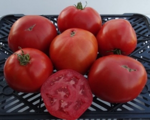 Семена томата сорта Джон Таверс - Высокорослые округлые