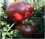 . Диетический чемпион 