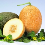 . Дыня Caramel CL F1 (Карамель F1) (Clause)