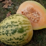 . Дыня Crane Melon (дыня Крейна)