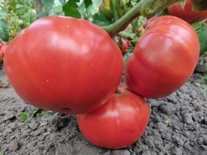 Семена томата сорта Geante De Hott (Жанте Де Хотт) - Гиганты красные