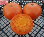 . Dr. Wyche's Yellow (Желтый Доктора Виче)