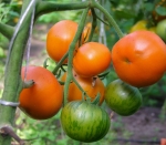 . Janet's Jacinthe Jewel (Гиацинтовое Сокровище Джанет, Жемчужина Джанет)