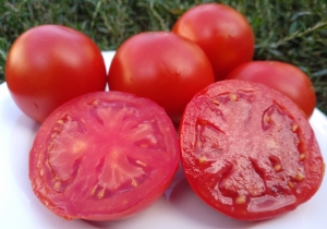 Семена томата сорта Заря - Гиганты красные